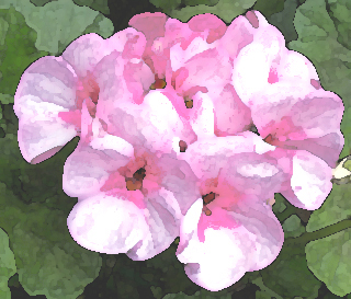 Geranium-Öl ägyptisch kbA