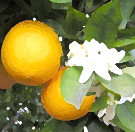 NEROLI Mischung ätherischer Öle