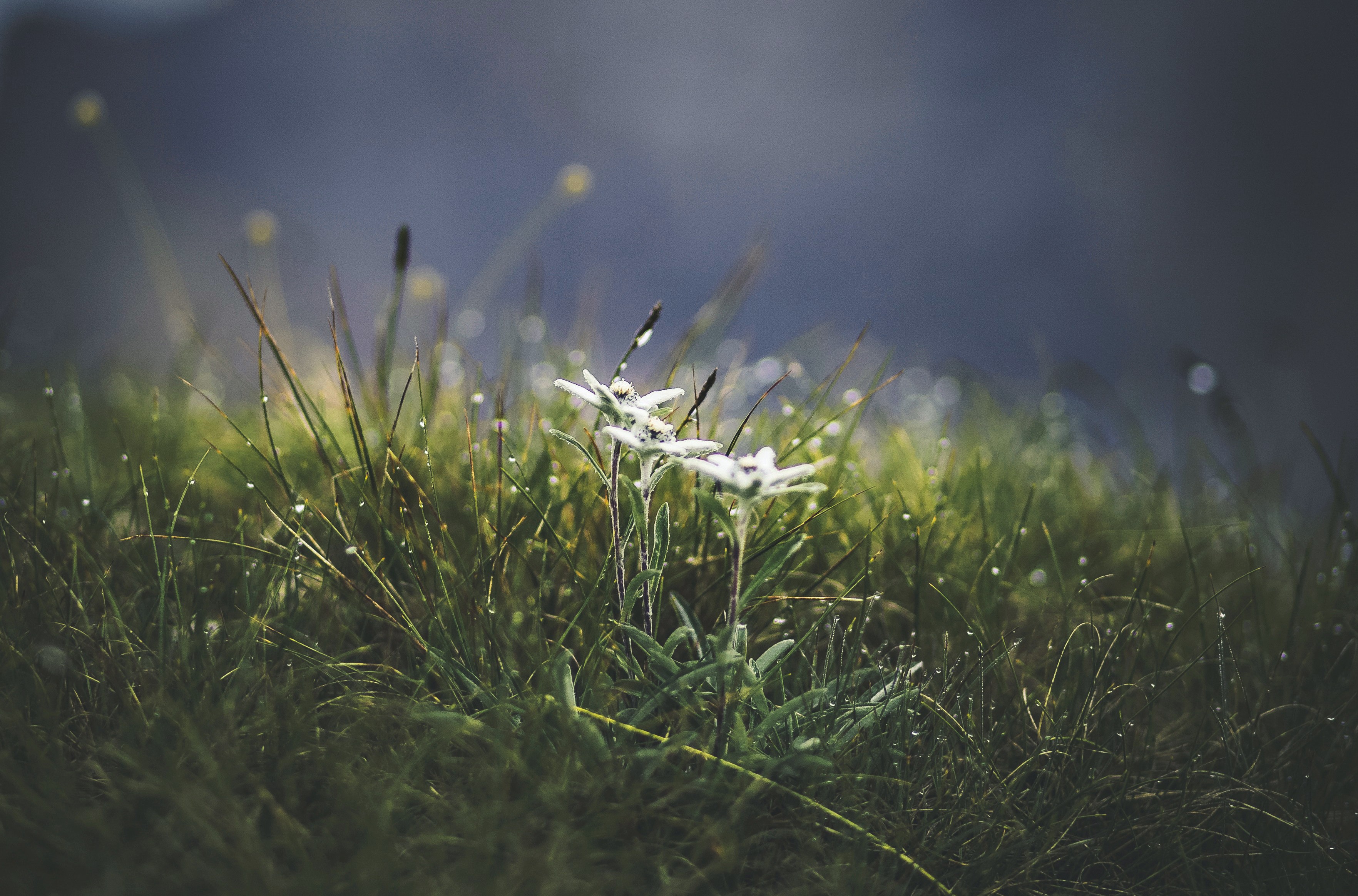 ALMENRAUSCH + EDELWEISS